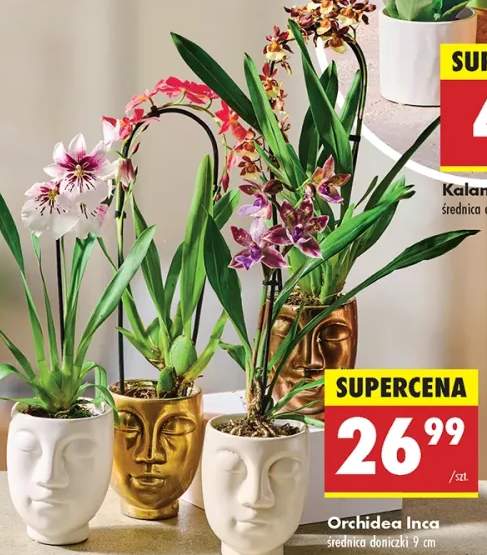 orchidea