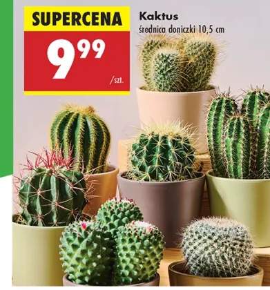kaktus