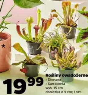 roślina owadożerna