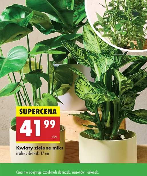 kwiaty zielone