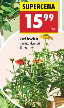 jeżówka