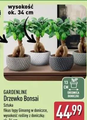 bonsai w doniczce