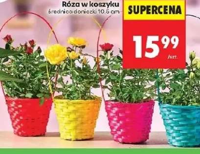 róża w doniczce