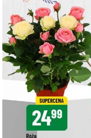 róża w doniczce