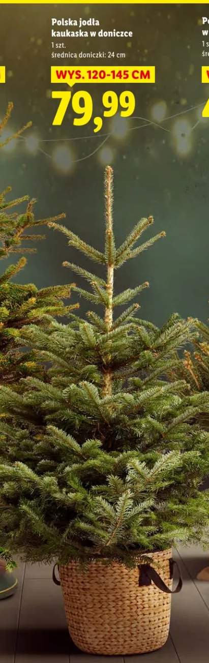 jodła kaukaska