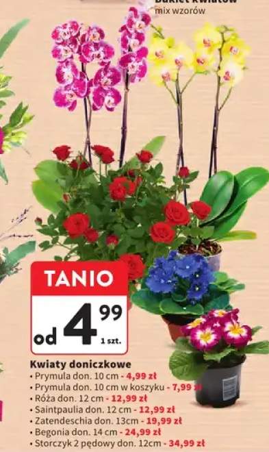 kwiaty doniczkowe