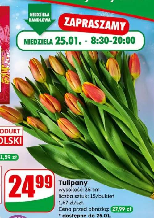 tulipany