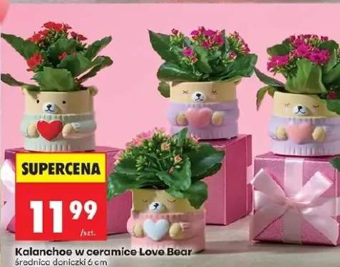 Kalanchoe w ceramice Love Bear