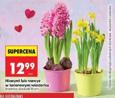 Hiacynt lub narcyz w kolorowym wiaderku