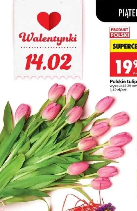 Polskie tulipany 14 szt.