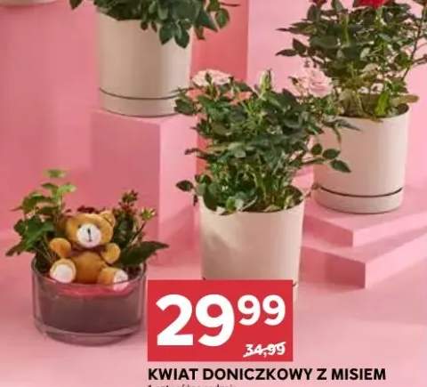 kwiaty doniczkowe