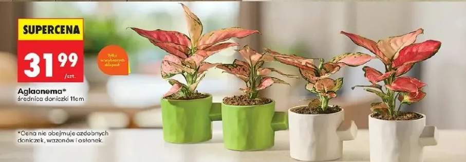 Aglaonema średnica doniczki 11cm