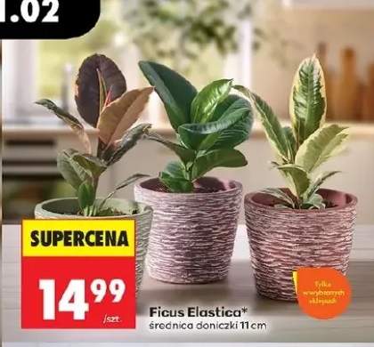 Ficus Elastica średnica doniczki 11 cm
