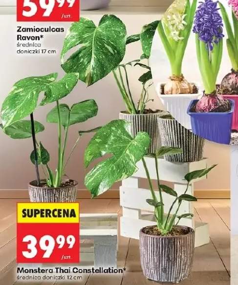 Zamioculcas Raven średnica doniczki 17cm