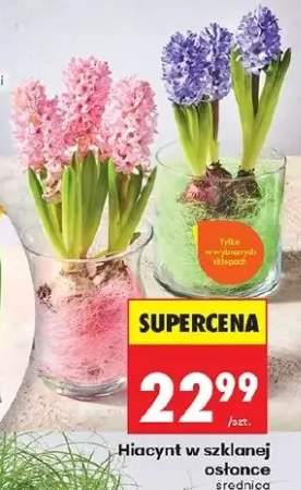 Hiacynt w szklanej osłonce