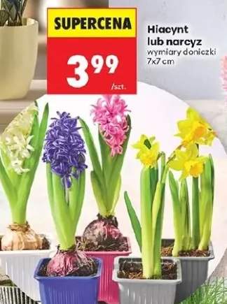 Hiacynt lub narcyz wymiary doniczki 7x7 cm