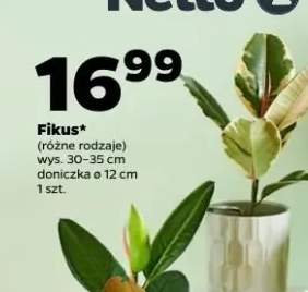 fikus