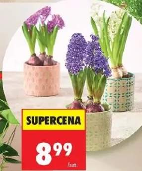 Hiacynt 3 cebule średnica doniczki 10,5 cm