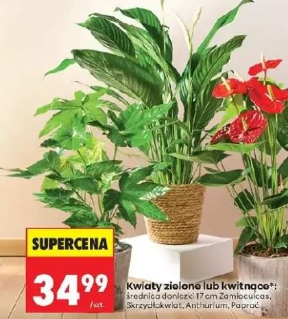Kwiaty zielone lub kwitnące  Zamioculcas