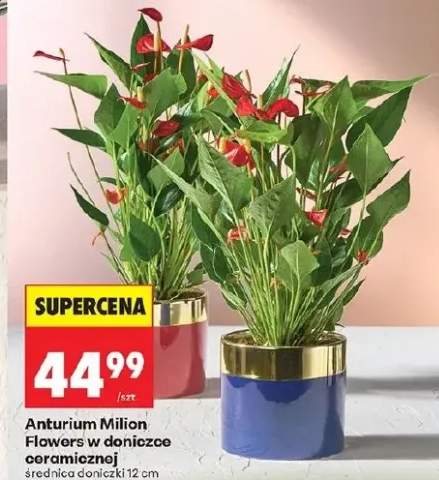 Anturium Milion Flowers w doniczce ceramicznej