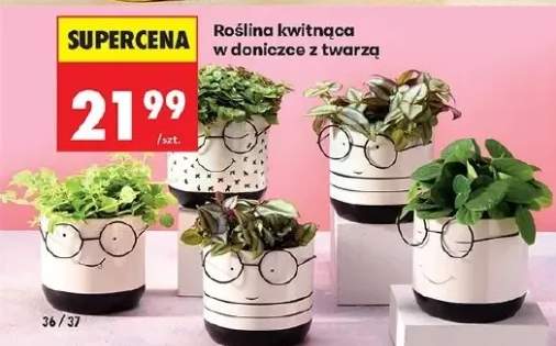 Roślina kwitnąca w doniczce z twarzą