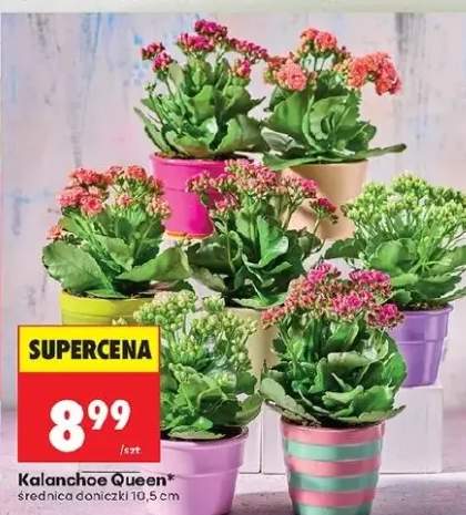 Kalanchoe Queen średnica doniczki 10,5 cm