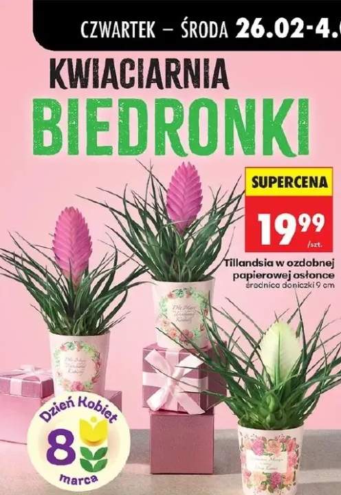 Tillandsia w ozdobnej papierowej osłonce średnica doniczki 9 cm