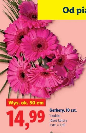 gerbera