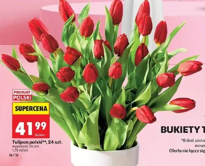 Tulipan polski 24 szt.