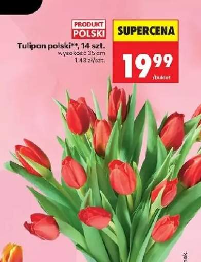 Tulipan polski 14 szt.