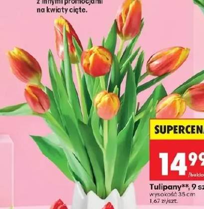 Tulipany 9 szt.