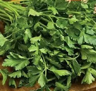 Natka pietruszki XL pęczek