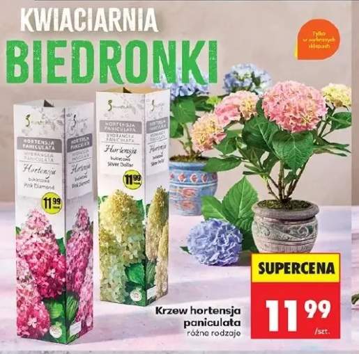 Krzew hortensja paniculata różne rodzaje