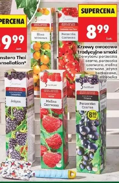 Krzewy owocowe tradycyjne smaki śliwa wiśniowa