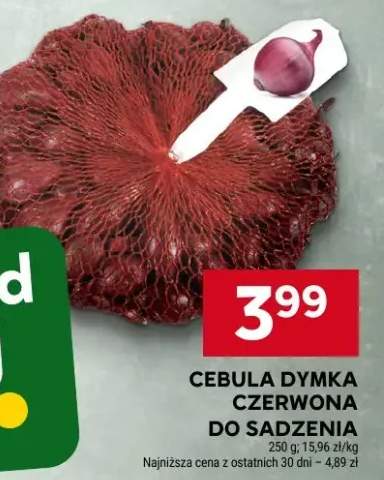 cebula dymka