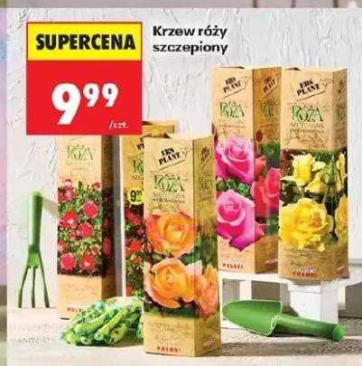 Krzew róży szczepiony