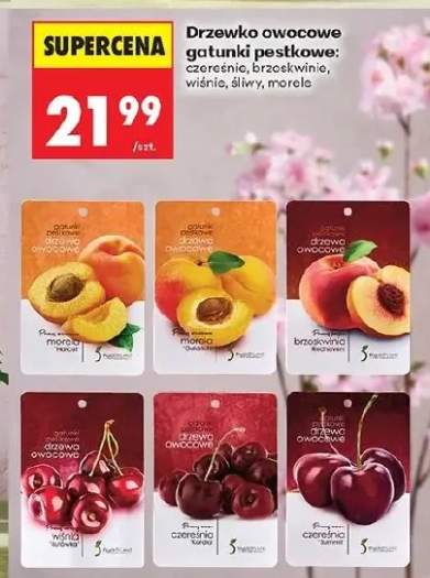 Drzewko owocowe gatunki pestkowe: czereśnie, brzoskwinie, wiśnie, śliwy, morele