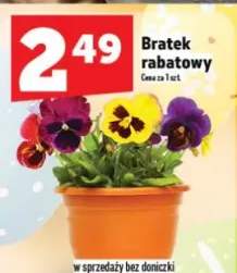 bratki