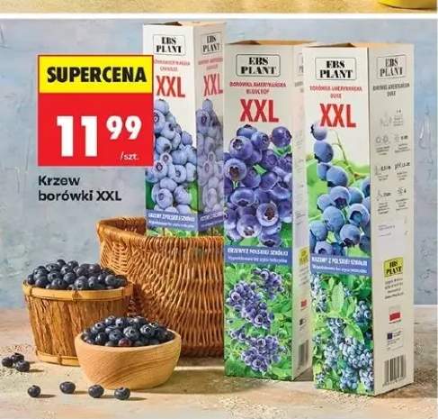 Krzew borówki XXL