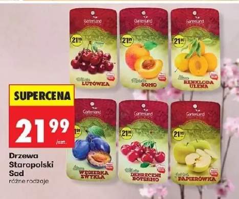 Drzewa Staropolski Sad - wiśnia lutrówka