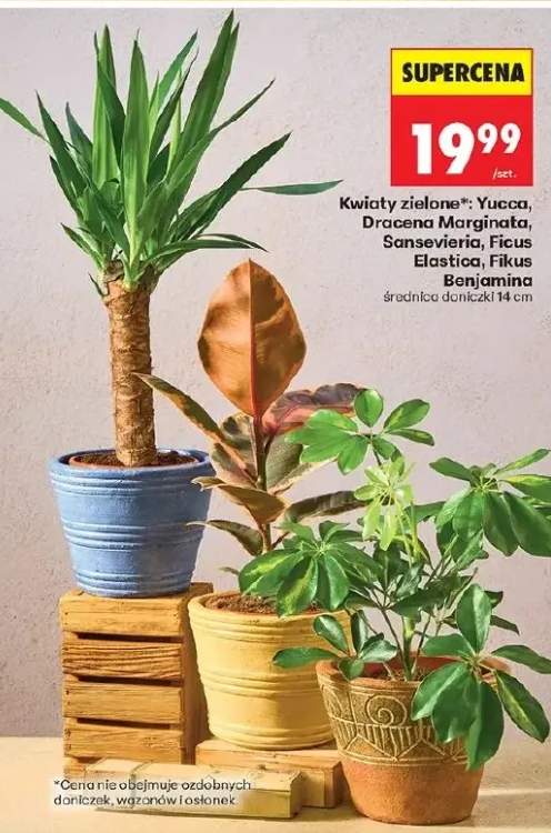 Kwiaty zielone*: yucca, dracena marginata, sansevieria, ficus elastica, fikus benjamina