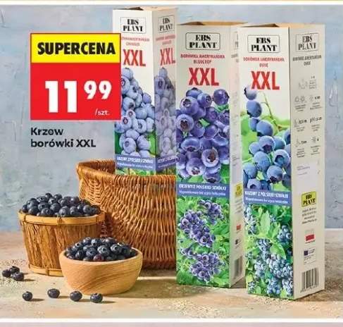 Krzew borówki XXL