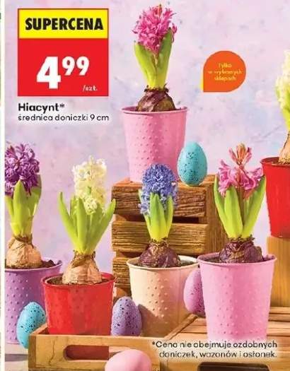 Hiacynt średnica doniczki 9 cm
