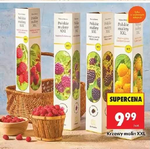 Herbata Polskie maliny malina czerwona w łodydze