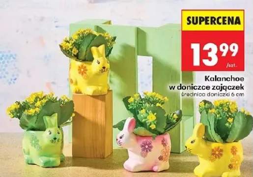 Kalanchoe w doniczce zajączek średnica doniczki 6 cm