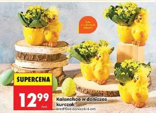 Kalanchoe w doniczce kurczak