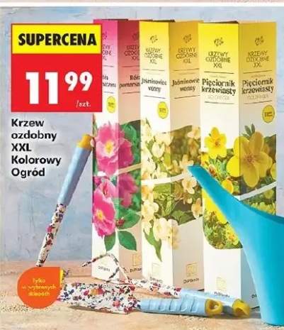 Krzew ozdobny XXL Kolorowy Ogród