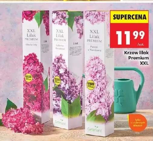 Krzew lilak Premium XXL
