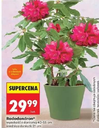 Rododendron wysokość z doniczką 40-55 cm średnica doniczki 21 cm