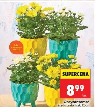 Chryzantema średnica doniczki 12cm